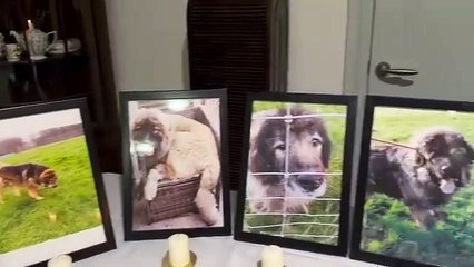 Supporters of the Lost Souls Sanctuary held a memorial to the 11 dead dogs last month