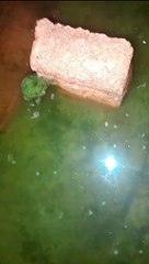 Cek LARVA LELE yang baru menetas 3 hari, sudah menyebar dan cari makan