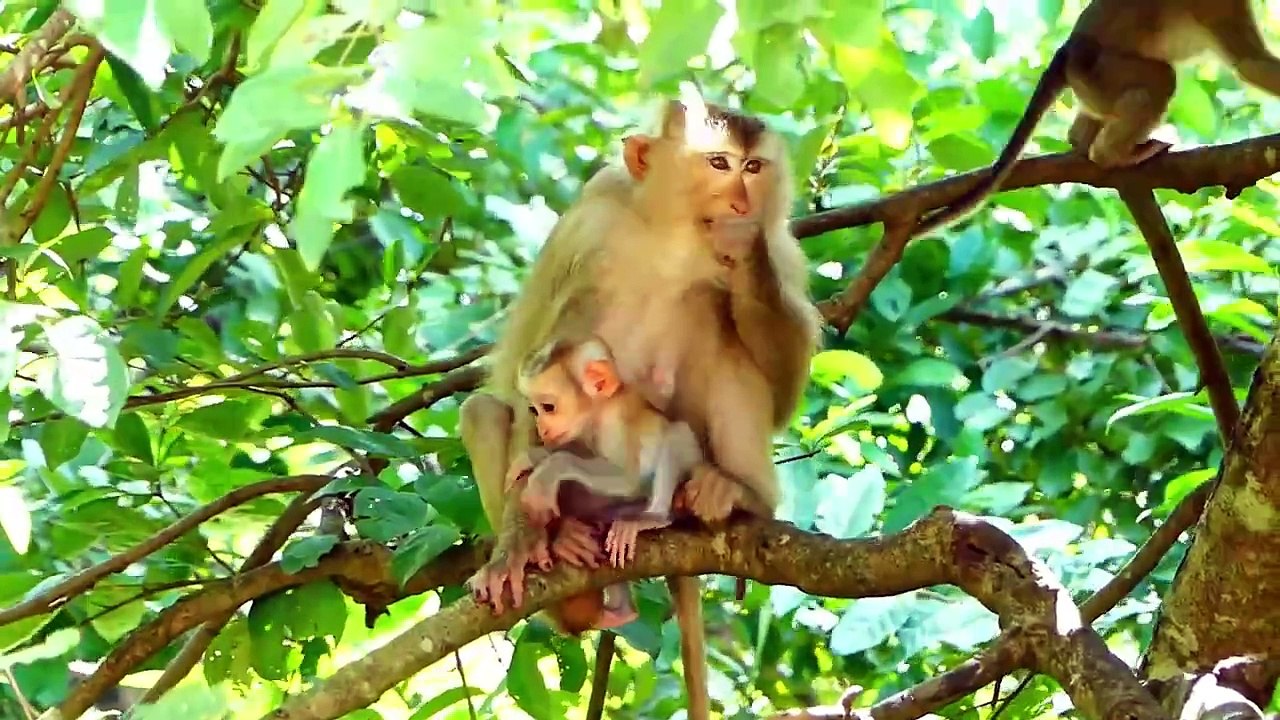 Poor Bella crying louder, because of mommy Barry, kind adult monkey come to help Bella (720p_25fps_H264-192kbit_AAC)