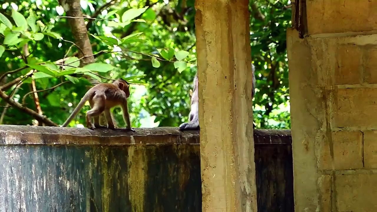 Poor Bella girl is well fed by mama Barry, Bella is full of hungriness (720p_25fps_H264-192kbit_AAC)