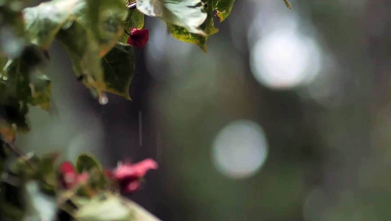 Rain in the wild