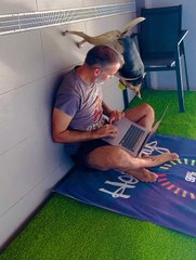 Spider-Dog Walks on Wall While Dad Works
