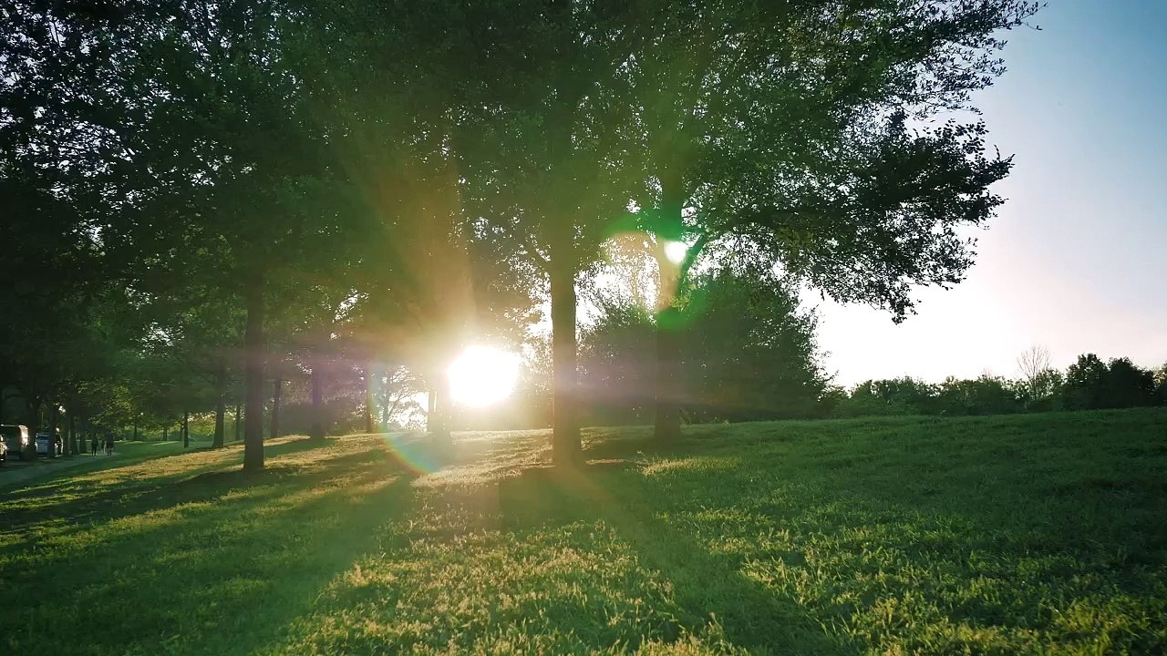 Meadow surrounded by trees on a sunny afternoon