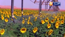 الجزائر أدرار أولف انتاج دوار الشمس(عباد الشمس) تجربة زراعية