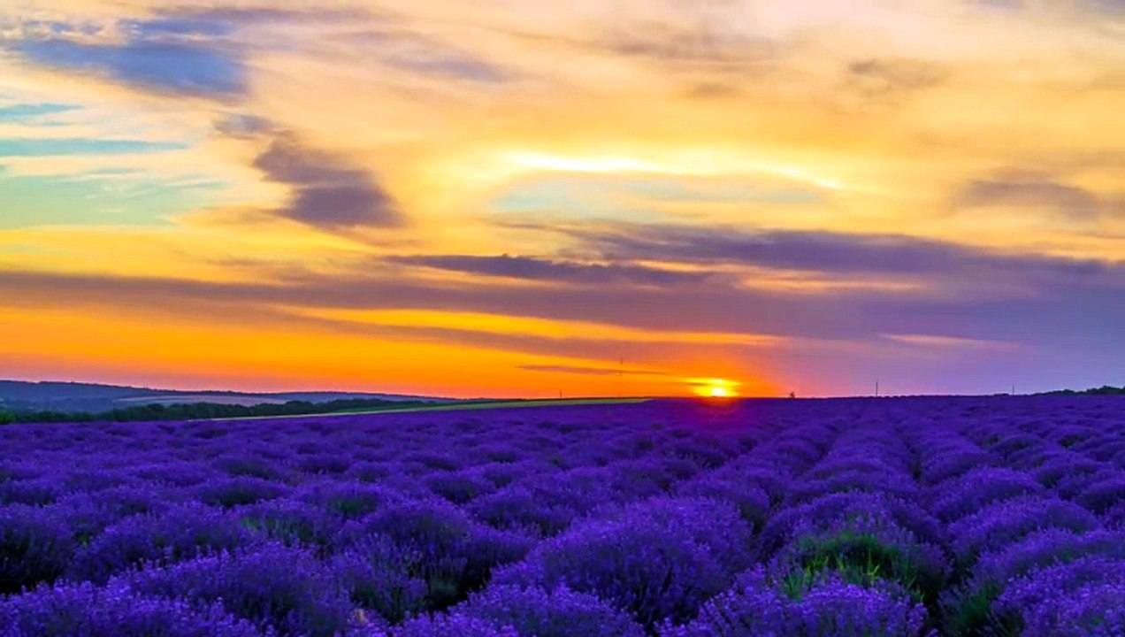 Sunset over lavender field
