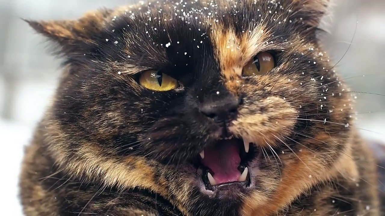 angry wild cat with snow in hair