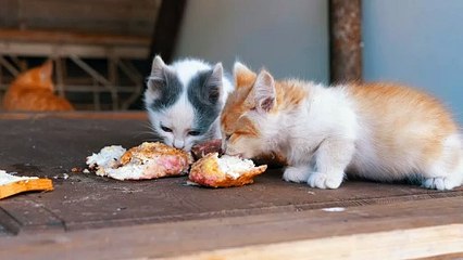 homeless kittens eating on the street