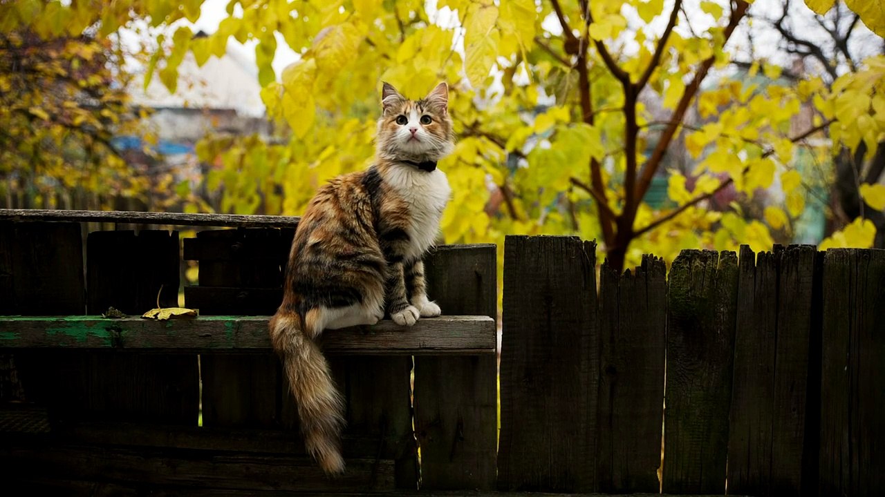 little cat on a fence in the gaden