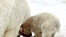 Polar bear