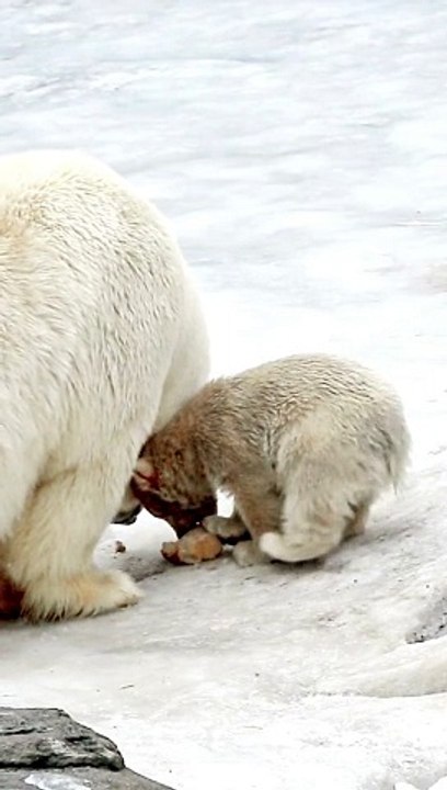 Polar bear