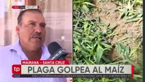 Plaga de gusanos invade sembradíos de maíz en Mairana y amenaza a otros cultivos
