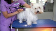 【 Professional Beauty 】 White puppy SPA takes a shower, taking care of hair like first snow