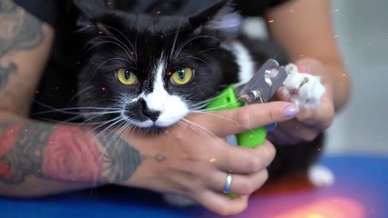 Fresh and cute! Exclusive beauty bath for white kittens, glowing with beautiful hair