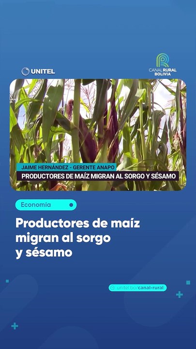 Productores de maíz migran al sorgo y sésamo