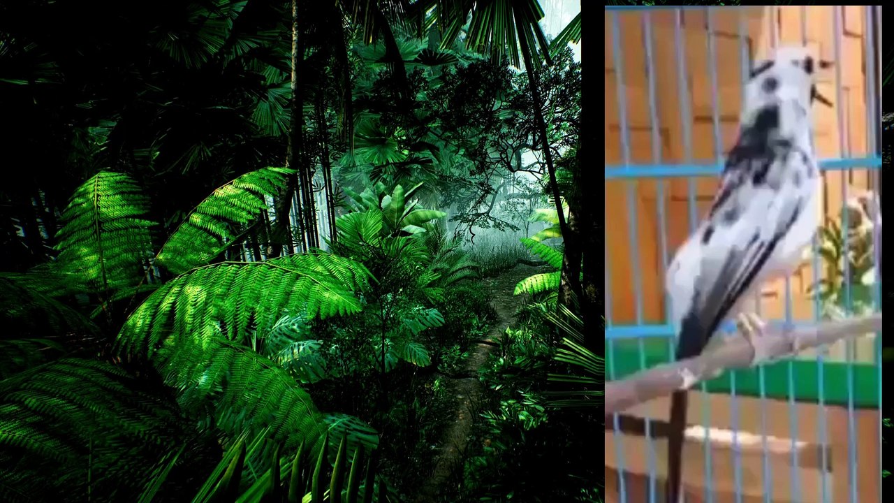 The melodious voice of the rare new magpie bird, the batu blorok magpie