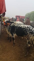 منڈی اقبالنگر میں خوبصورت وچھوں کے ریٹس کی نیو اپڈیٹ