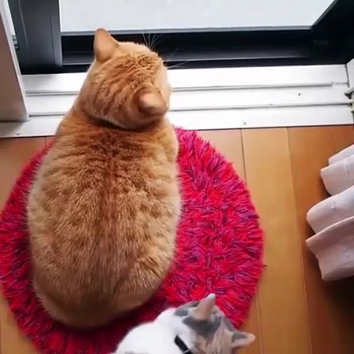 funny cat4
