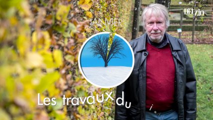 Travaux du jardin - 20 janvier 2024 : les anémones