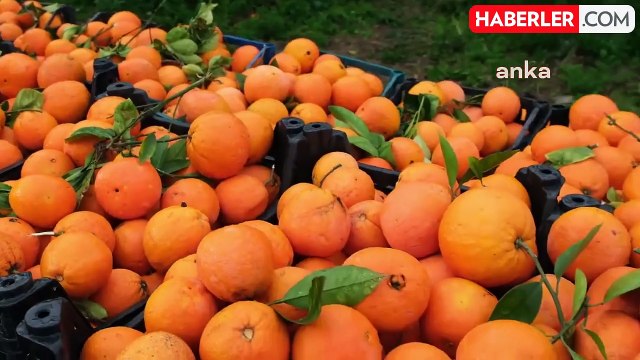 Aydın Büyükşehir Belediyesi, Portakal Üreticilerine Destek Oluyor