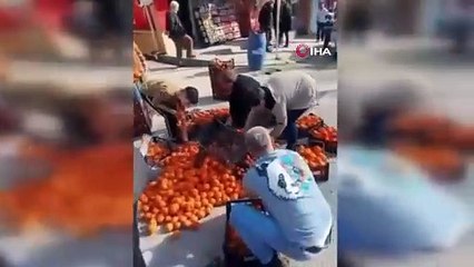 Görüntüler Bursa’dan... Mandalinalar için herkes seferber oldu