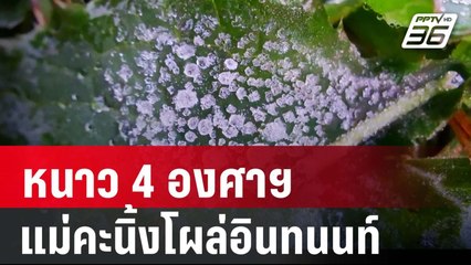 "ดอยอินทนนท์" หนาวอีกรอบอุณหภูมิเหลือ 4 องศาฯ แม่คะนิ้งโผล่อวด นทท.| PPTV Online