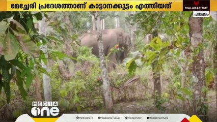 വയനാട് പനമരത്ത് ജനവാസമേഖലയിൽ കാട്ടാനക്കൂട്ടം