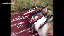 Vefat eden sahibinin mezarında hıçkıra hıçkıra ağlayan köpek yürekleri yaktı