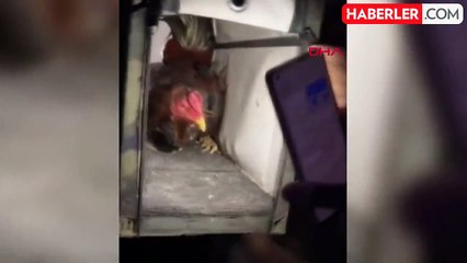 Muğla'da horoz dövüşü ve kumar operasyonu: 54 kişiye 346 bin 950 TL ceza