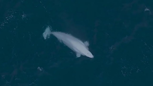 Beluga whale swims off Shetland coast in rare sighting