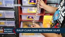 Pemuda di Kabupaten Malang Raup Cuan Jutaan Rupiah Dari Beternak Ular