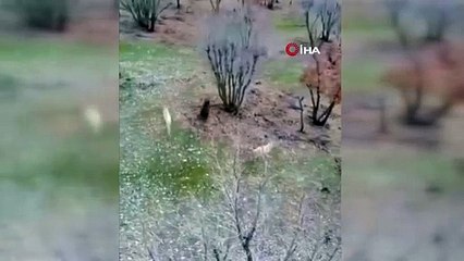 Köpeklerin domuz kovalamacası dron kamerasına yansıdı
