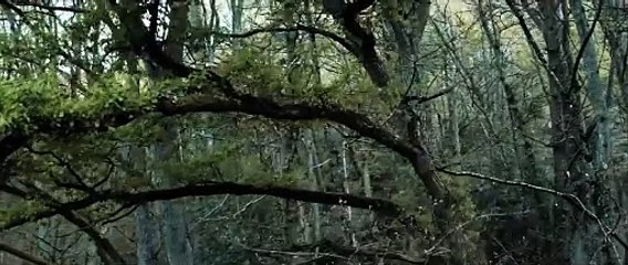 The Forest - Cinematic Drone Footage