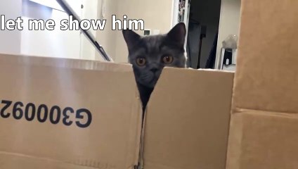 Cat vs Chinchilla JUMPING CHALLENGE