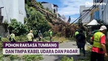 Pohon Raksasa Tumbang dan Menimpa Kabel Udara dan Pagar Beton