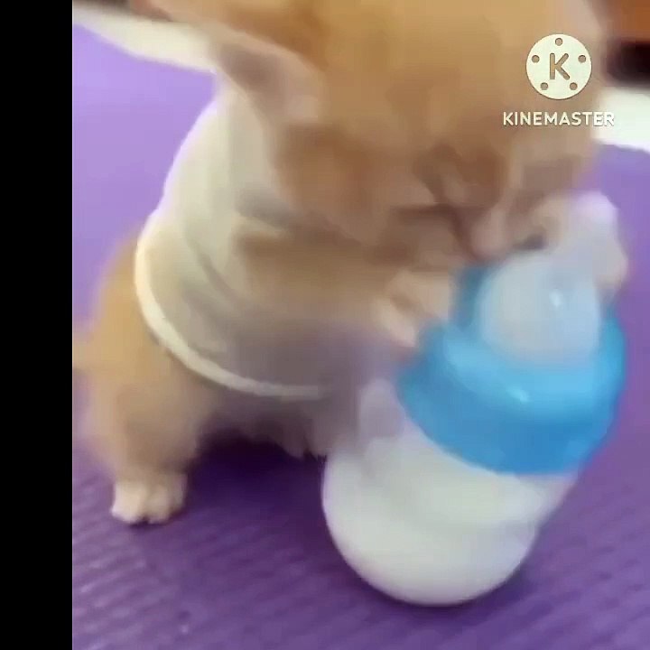 cat drink milk for baby bottle_trending_shorts video Dailymotion