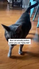 Cats prefer “cat talk” or “baby talk”