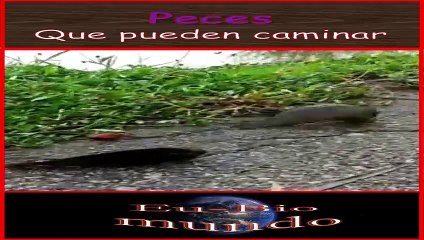 peces que caminan