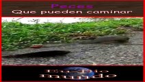 peces que caminan