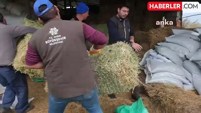 Aydın Büyükşehir Belediyesi Küçükbaş Hayvan Üreticilerine Destek Sağlıyor