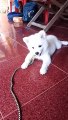 CUTE BABY DOG BARKING❣️ location Uttar Pradesh Bareilly moradabad