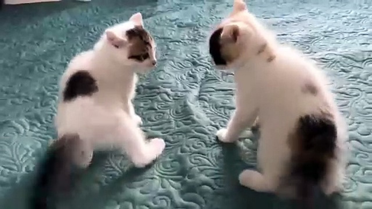 Cute Kittens - Funny and Cute Cat Videos Compilation 2023 #11