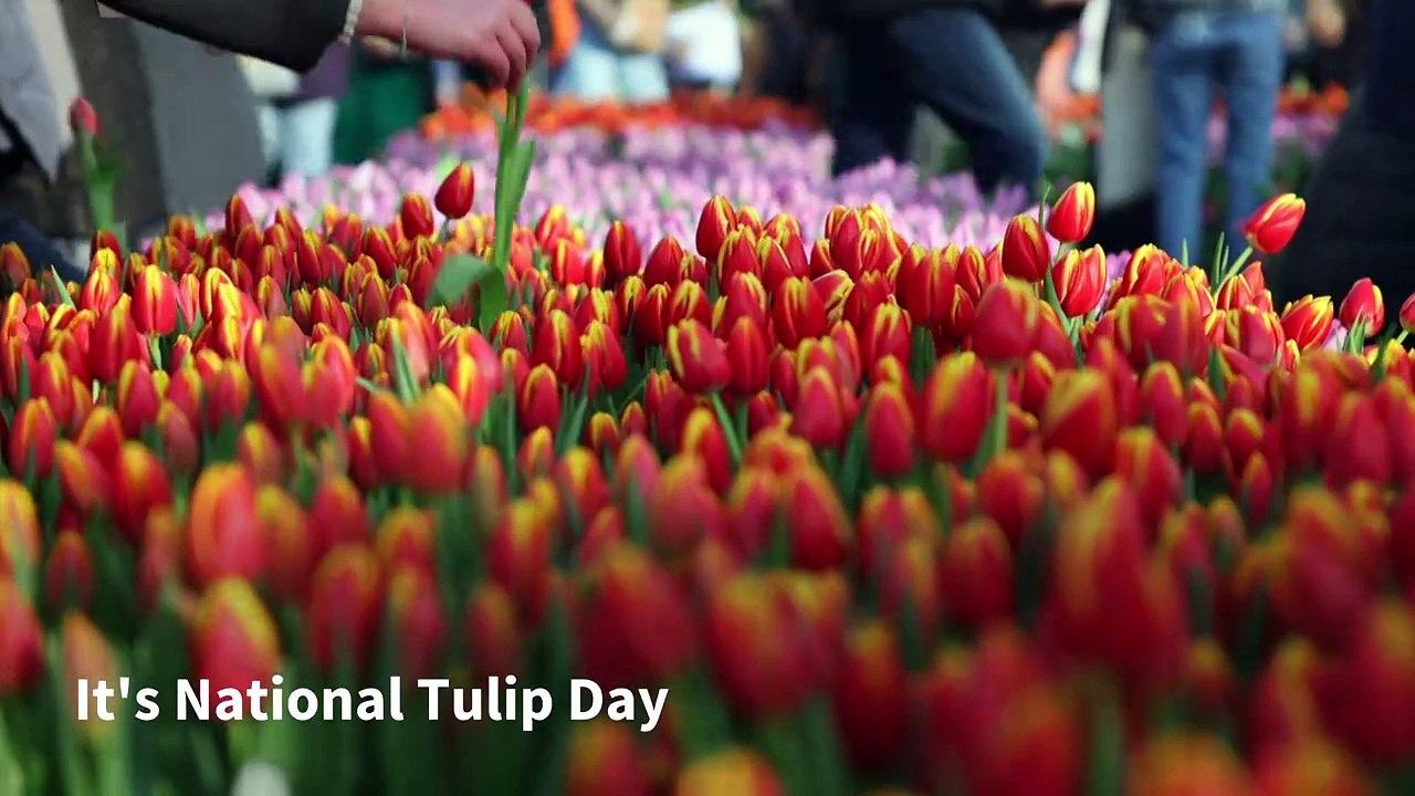Amsterdam celebrates National Tulip Day video Dailymotion