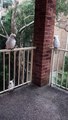 Feather Fiesta As Cockatoos Take Over Balcony