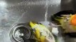 Two little parrots have fun bathing in the sink.