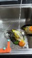 Two little parrots have fun bathing in the sink.