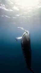 Cette plongeuse rencontre une majestueuse baleine à bosse !