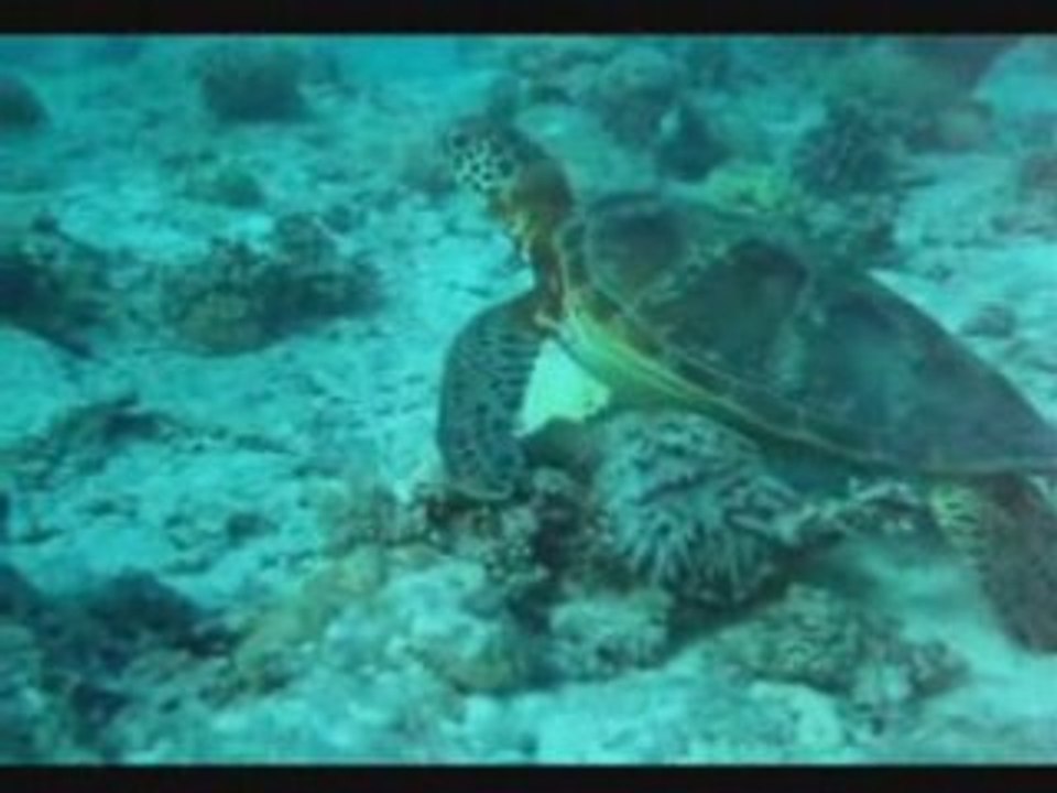 Tortue de Benito 1