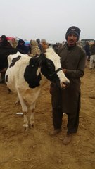 Mandi Iqbal Nagar | ولایتی گائے