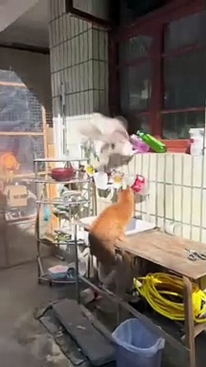 Duel kucing