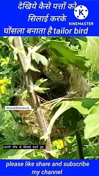 Tailor bird build a nest | bird nest | tailor bird